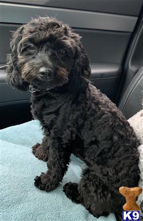 Mixed Breed female dog